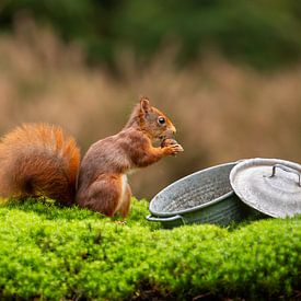 Eichhörnchen in der Nähe eines Zinntopfes von Caroline van der Vecht