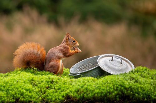 Squirrel near a tin pot