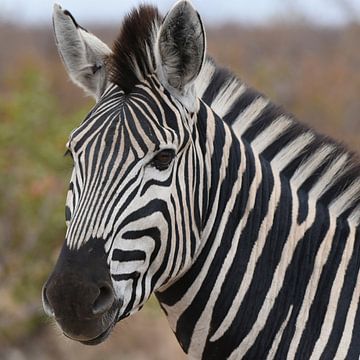 Op safari in Kruger Park, Zuid-Afrika: Portret van zebra van Rini Kools