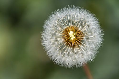 Deciduous dandelion