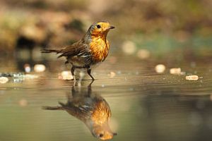 Roodborst met zijn spiegelbeeld