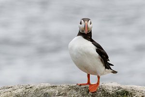 Macareux moine (Fratercula arctica), qui regarde qui.