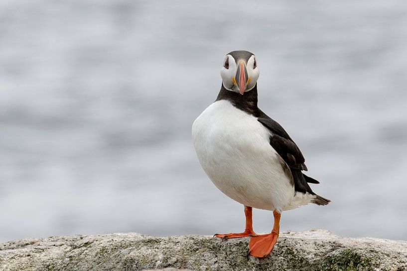 Papageientaucher (Fratercula arctica), wer schaut hier wen an. von Tanja van Beuningen