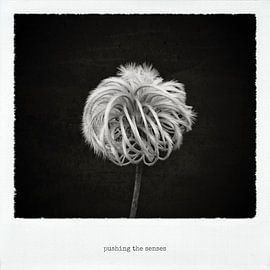 pushing the senses sur Jan Windmann