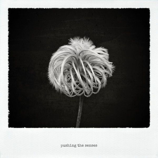 pushing the senses by Jan Windmann