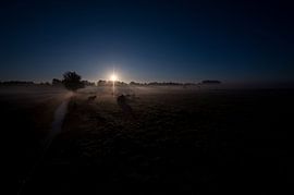 Drenthe bulls wake up by Robert Geerdinck