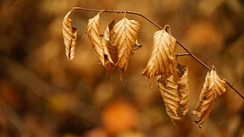 Curly leaves