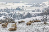 Een kudde schapen op de besneeuwde heuvels in Zuid-Limburg van John Kreukniet thumbnail