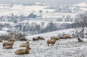 Eine Schafherde auf den verschneiten Hügeln in Südlimburg