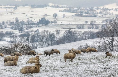 Een kudde schapen op de besneeuwde heuvels in Zuid-Limburg