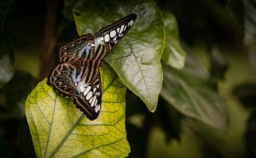 Vlinder van Eveline van Beusichem