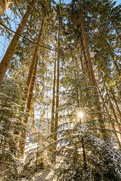 Wintermagie in het bos met de eerste zonnestralen van Leo Schindzielorz