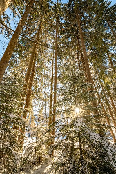 Winter magic in the forest with the first rays of sunshine by Leo Schindzielorz