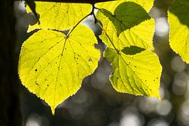 Fresh green young leaves in spring