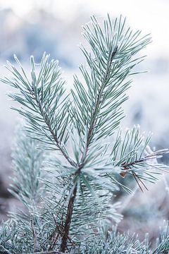 Détails de l'hiver dans la tourbière blanche 4 | Branche d'un pin