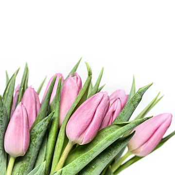 Tulpen.... mein erster in diesem Jahr! (3) (Blume, Tulpe) von Bob Daalder