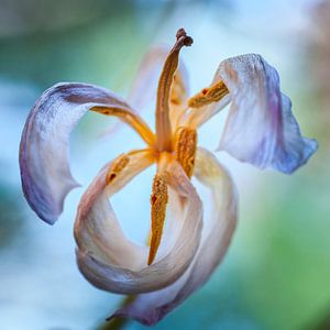 Vliegende Tulp sur Jan de Vries