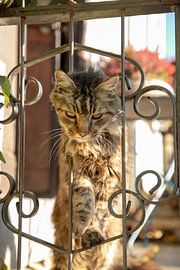 Katze von Ton Tolboom