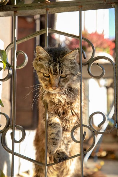 Cat by Ton Tolboom