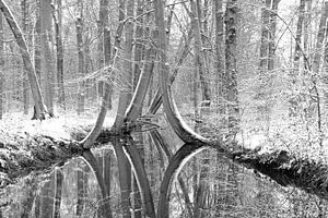 De dansende bomen bij het bruggetje van Truus Nijland