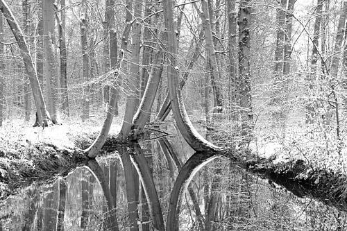 De dansende bomen bij het bruggetje