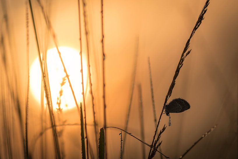 Heideblauwtje bij zonsopgang van Erik Veldkamp