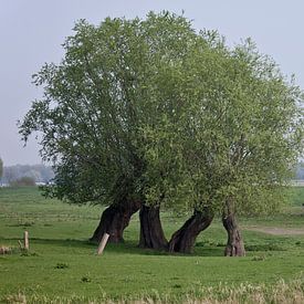 Two walking trees by Toon de Vos