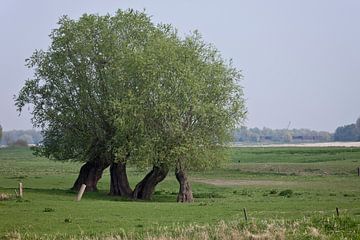 Twee wandelende bomen van Toon de Vos