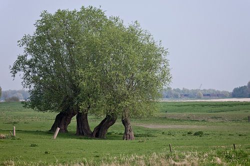 Two walking trees