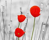 Poppy-Art (Red Poppies Art)