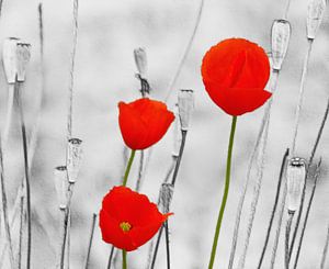 Poppy-Art