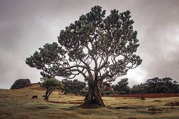 Sprookjesboom in het oerbos van Fanal | Madeira | Landschap van Daan Duvillier | Dsquared Photography