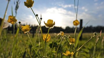 Buttercups in the spring sun by Jacco Aalbers