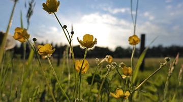 Boterbloemen in de lentezon van Jacco Aalbers