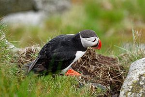 Nahaufnahme eines Papageientauchers (Fratercula arctica) zwischen Steinen, Blick von schräg oben