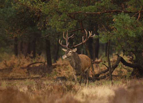 Edelhert in de bosrand