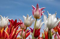 Tulpen
