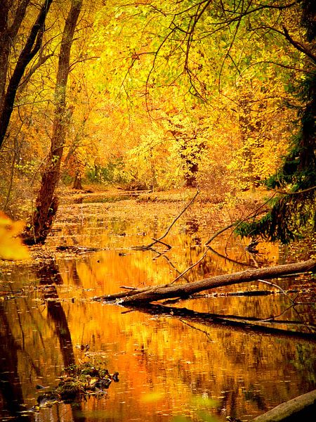 Herfsttafereel met water van Judith Robben