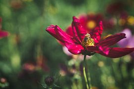 Rote Blume auf einer Blumenwiese mit grünen Vegitation im Hintergrund.