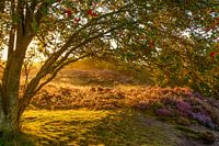 Sunrise over the blooming heather
