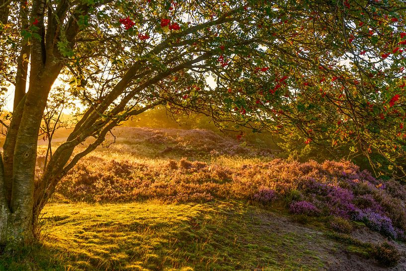 Lever de soleil sur la bruyère en fleurs par Sjoerd van der Wal Photographie