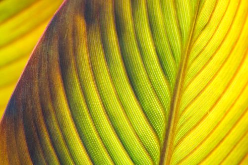 Detail cannablad (abstracte natuur)