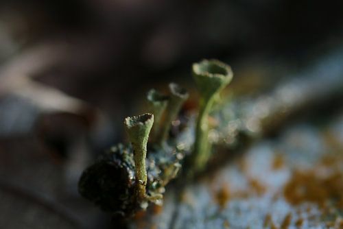 Green Cup Mushrooms