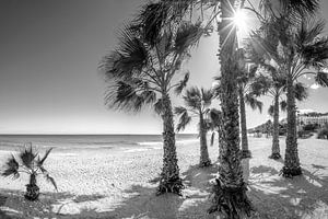 Palmen Strand an der Costa del Sol in schwarz-weiß