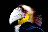 Hornbill