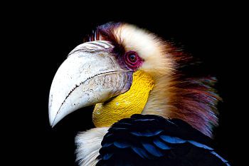 Hornbill