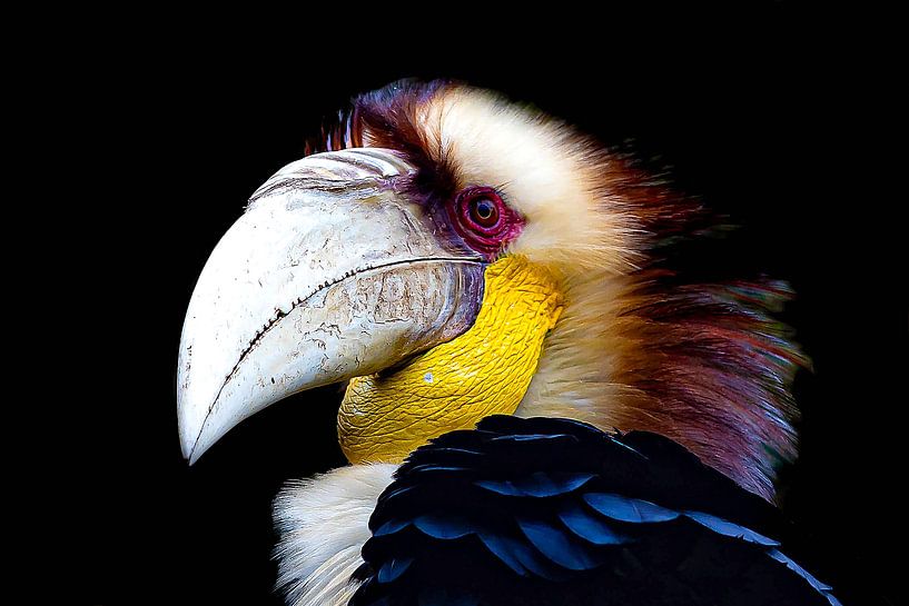 Hornbill by Frames by Frank