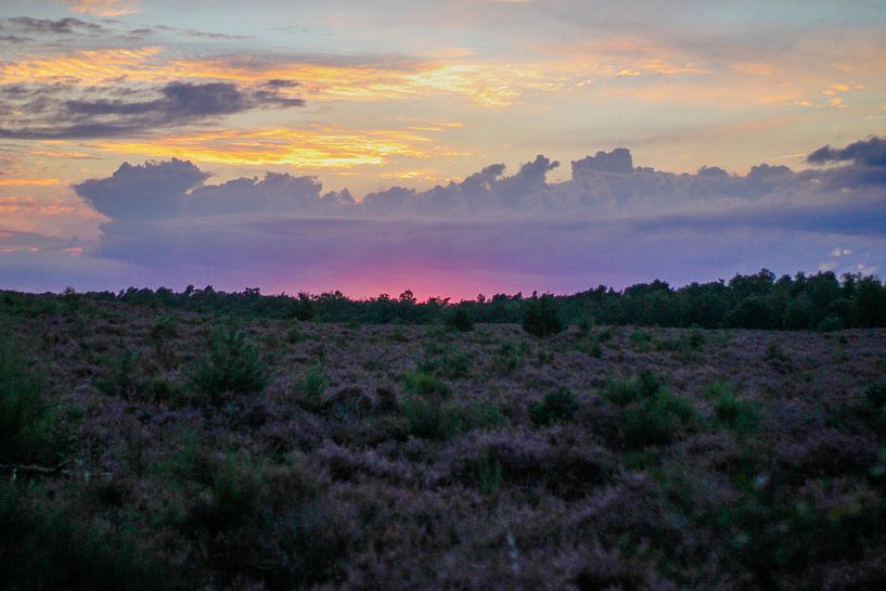 Heide by Hasse Schoo