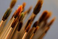 Brushes