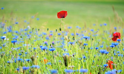 Cornflowers III by Jessica Berendsen
